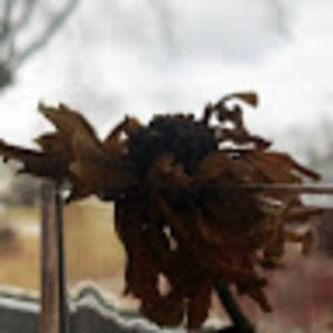 Meet your Posher, Merin